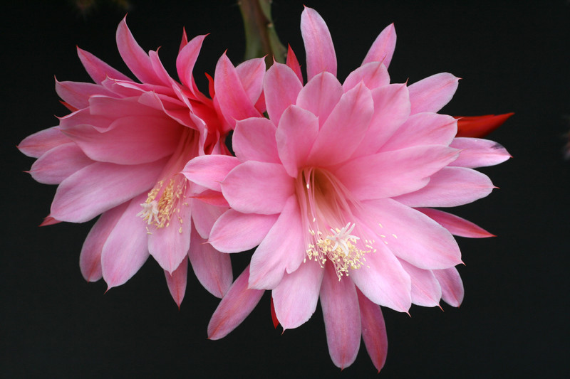 aporocactus priscilla 2297