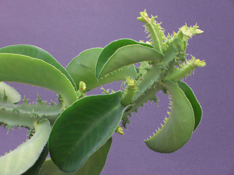 monadenium magnificum 1392