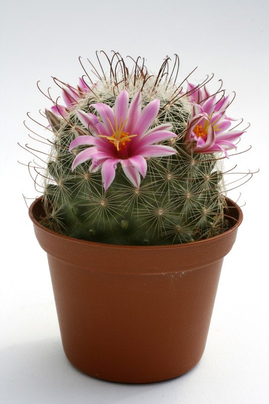 mammillaria grahamii djf1000 0238