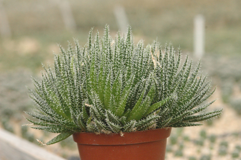 aloe haworthioides 04