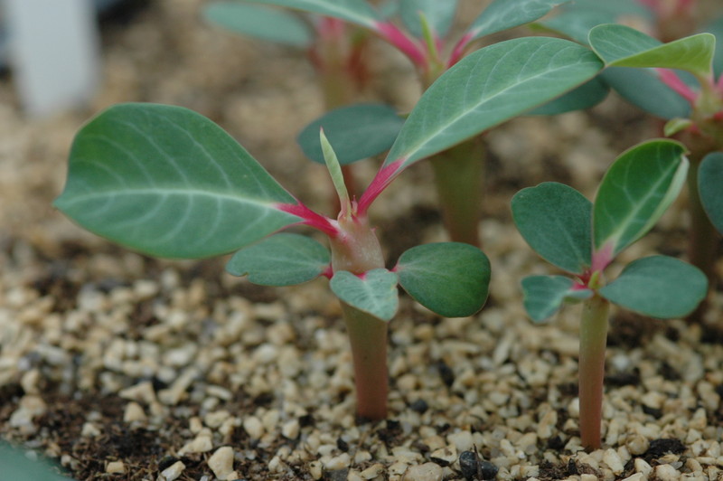 euphorbia vigueri 203