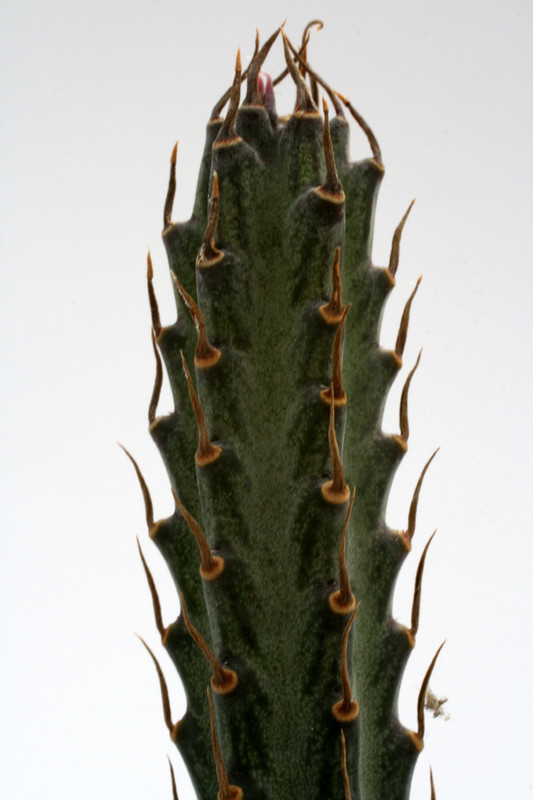 senecio stapeliaeformis 0819