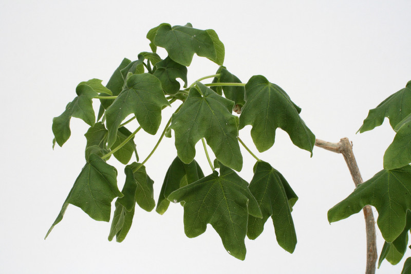 uncarina grandidieri 90cm 3678
