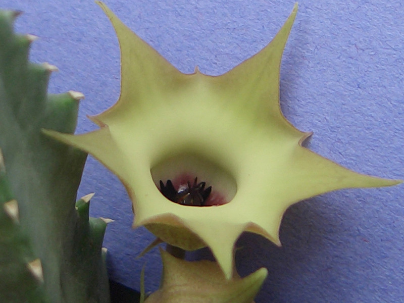 huernia primulina 1775