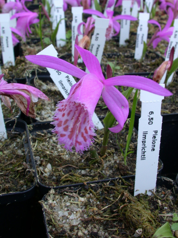 pleione limprichtii02
