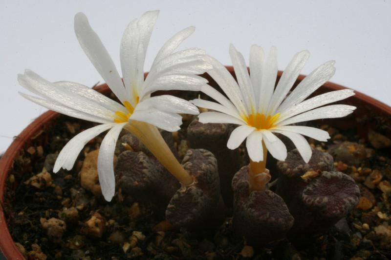 conophytum pellucidum saalberg 2813