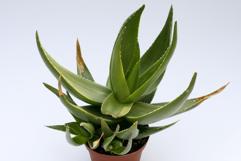 aloe ibitiensis 8121