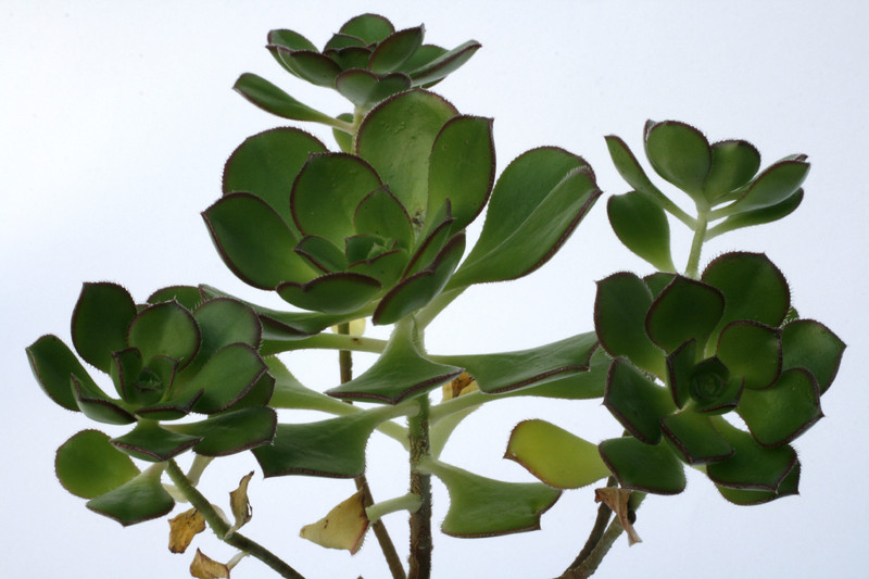 aeonium decorum 7188