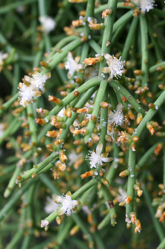 rhipsalis feres heteroclada 6581