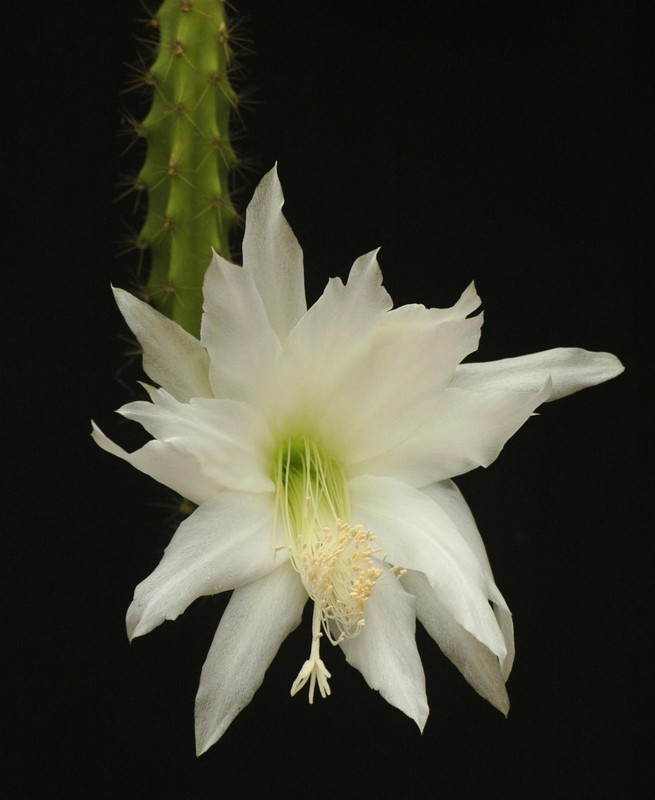 heliocerus speciosus amacamensis 20