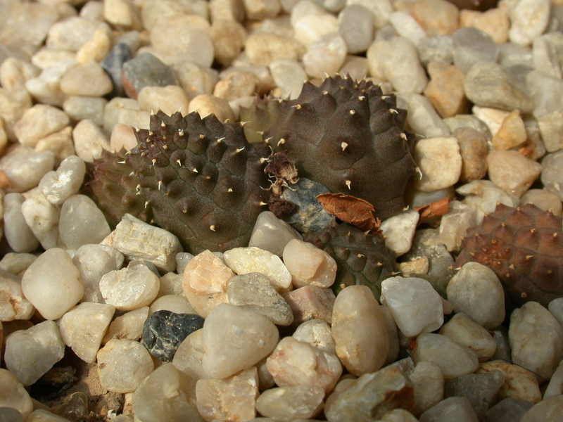huernia kennedyana08