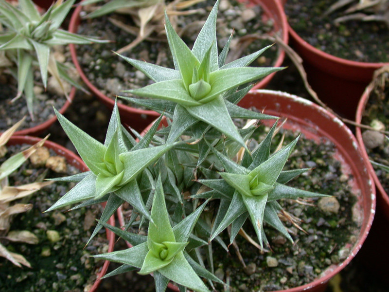 abromeitiella brevifolia 1