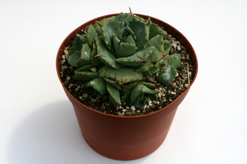 agave shoji rajin groß 9534