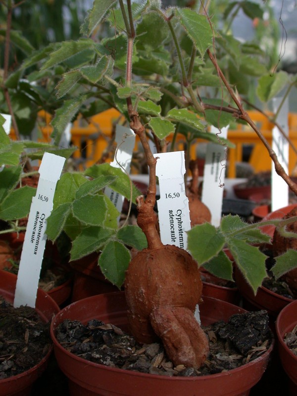 cyphostemma adenocaule