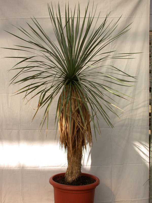yucca rostrata 1493