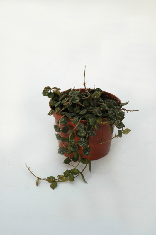 hoya curtisii 6555