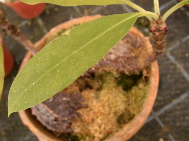 myrmecodia armata 01