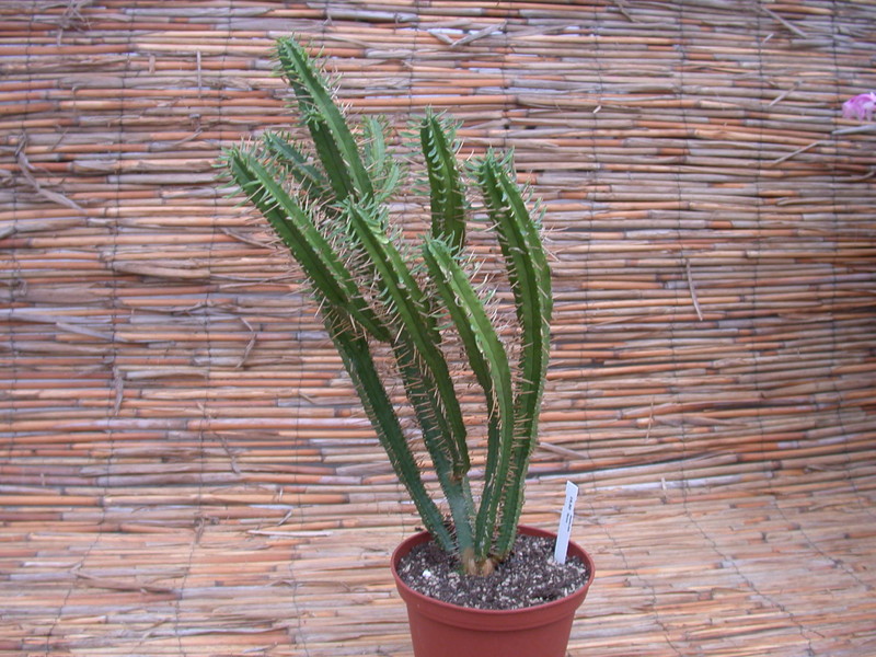 euphorbia ferox 1348