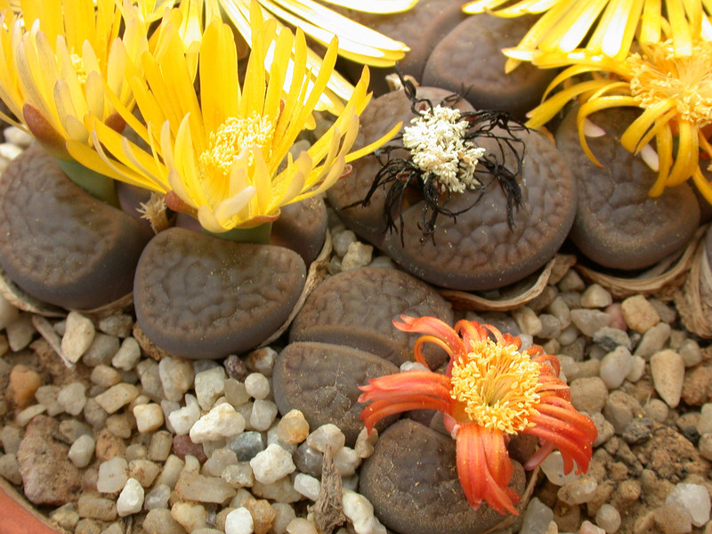 lithops hookeri subfenestrata brunneoviolaceae c19 02