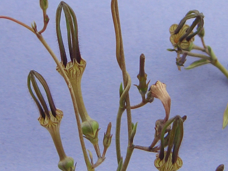 ceropegia barkleyi 1825