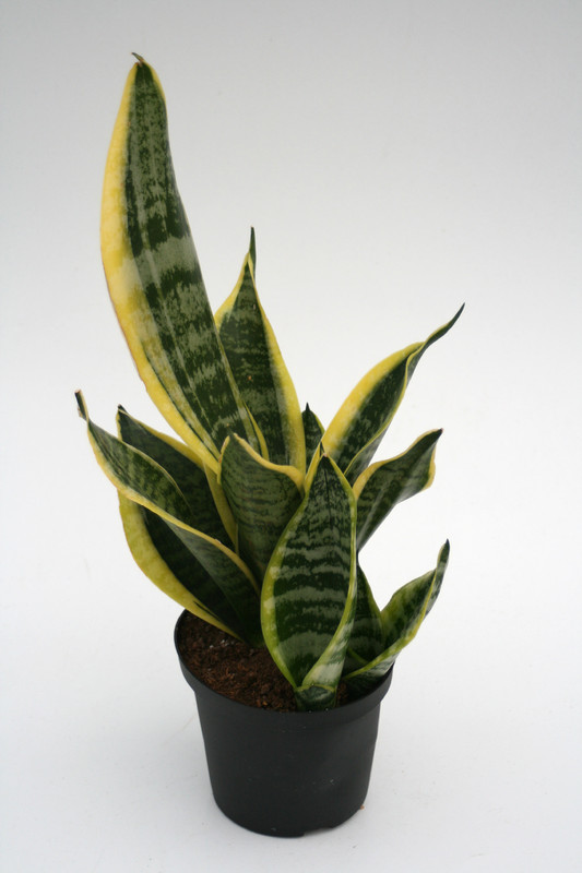 sansevieria trifasciata golden futura 5715