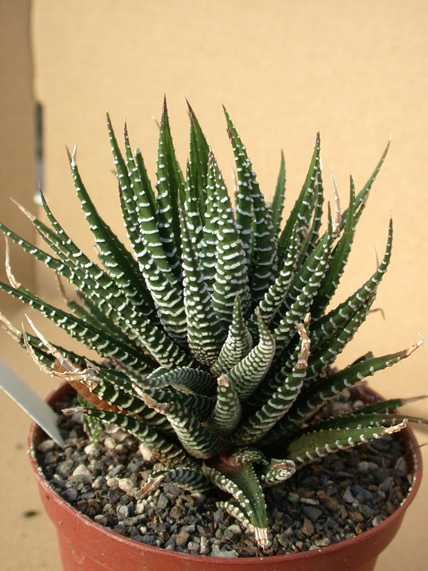 haworthia fasciata 01