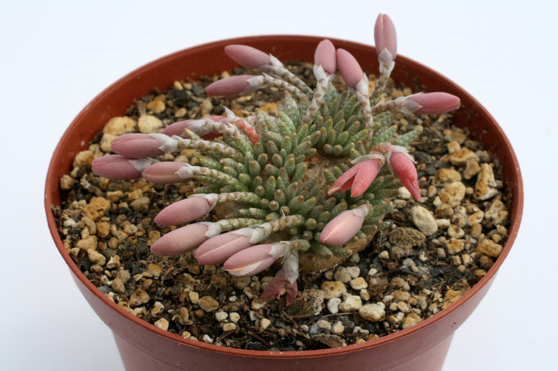 anacampseros alstonii 9550