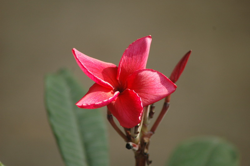 plumeria rot 706