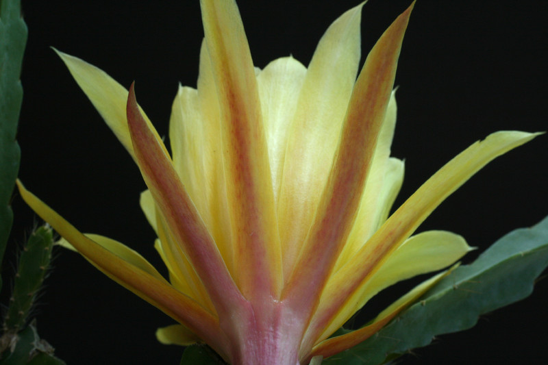 eh yellow gem 9910 3090