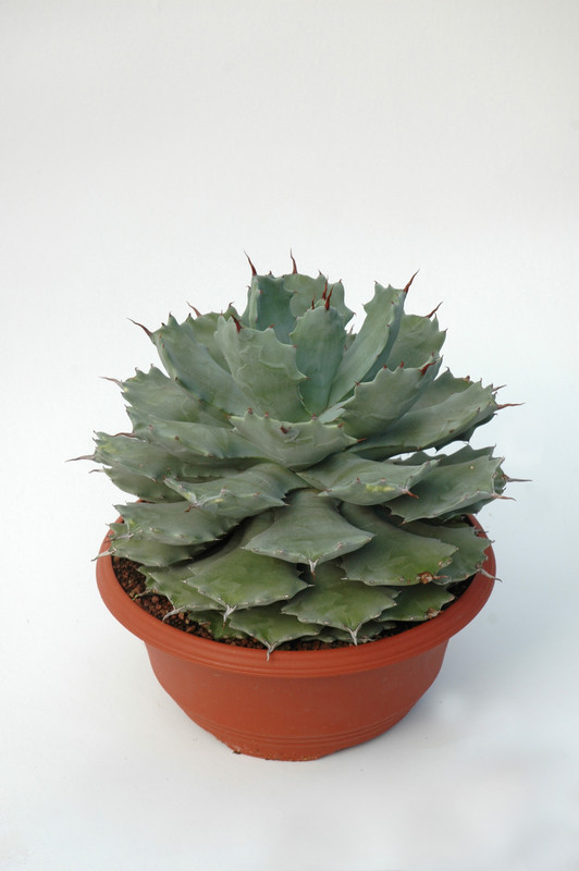 agave potatorum 8386