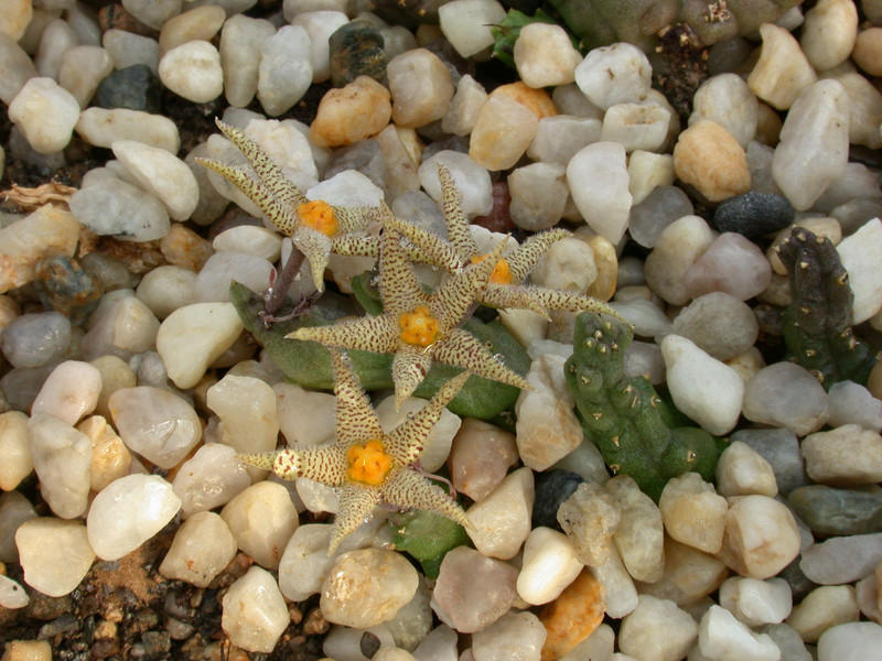 piaranthus decorus 03