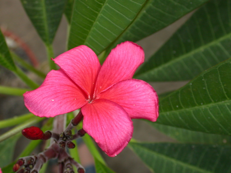 plumeria rot 02