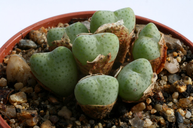 conophytum velutinum 2921