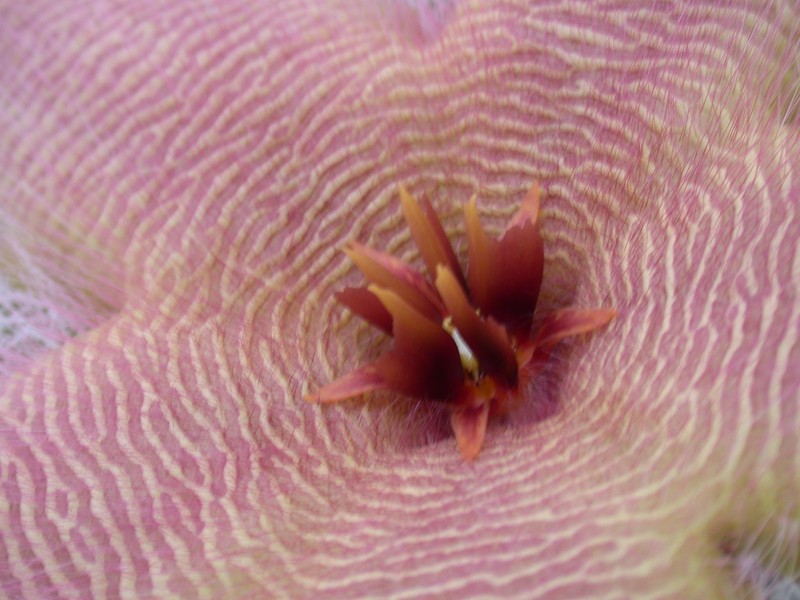 stapelia desmetiana 03