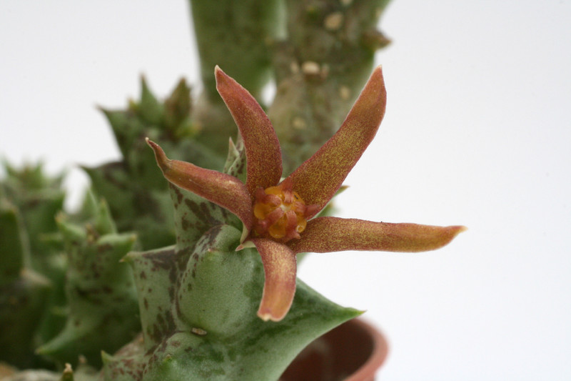 caralluma wissmannii 9660