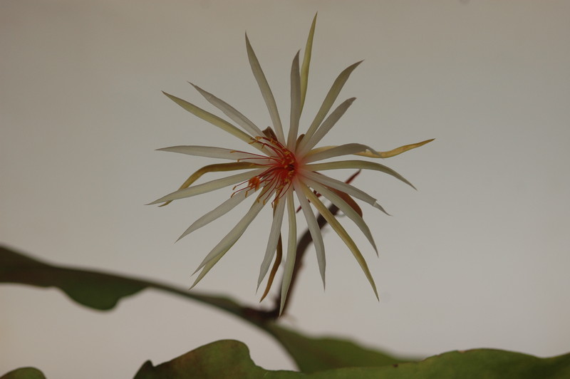 epiphyllum phyllanthus rubrocoronatum rba373 714