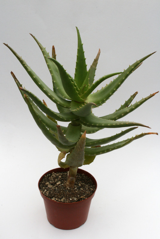 aloe morijensis kenia 6702