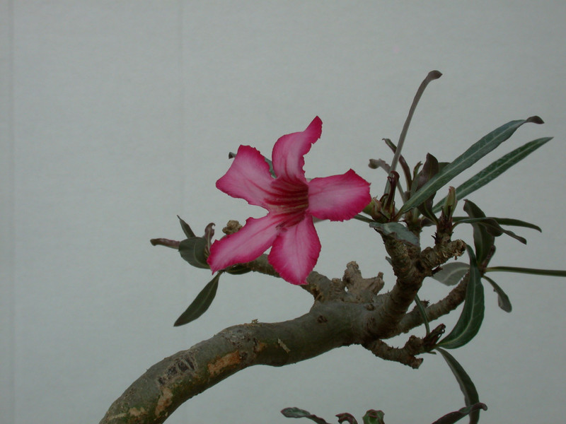 adenium somalense 05