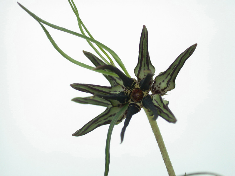 brachystelma bracteolatum 02