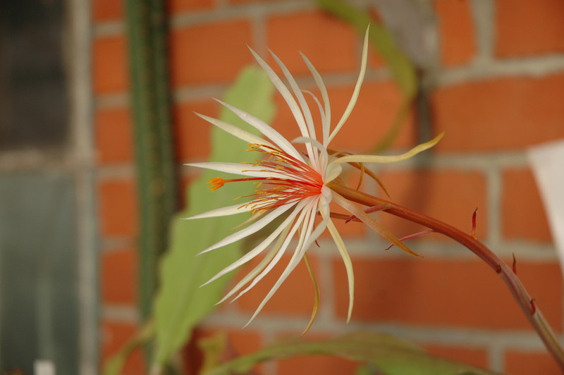 epiphyllum phyllanthus rubrocoronatum rba373 718