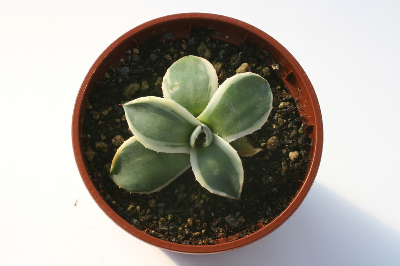 agave parryi cream spike 6580