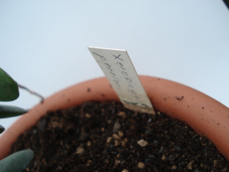 xerosicyos perrieri 4784