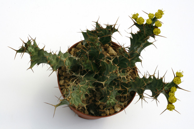 euphorbia persistens 0087