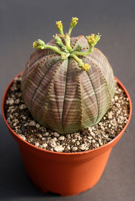 euphorbia obesa 0325