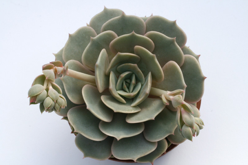 echeveria hybride lola 7944
