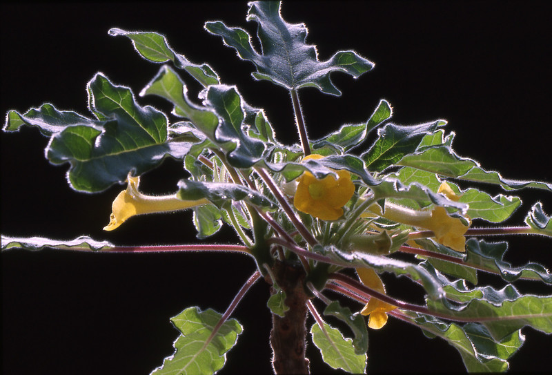 uncarina roeoesliana