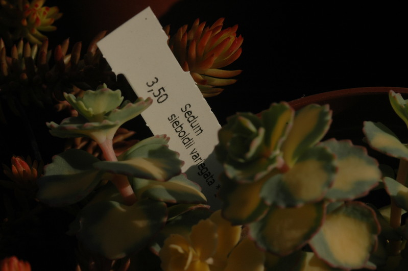 sedum sieboldii variegatum 1364