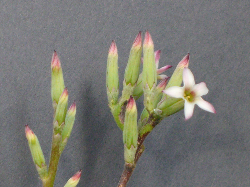 adromischus cristatus zeyeri 0188