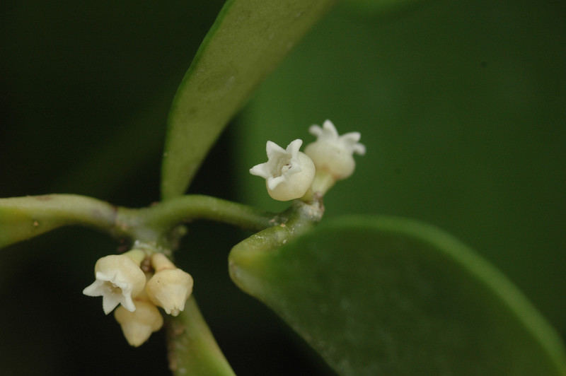 dischidia latifolia 09