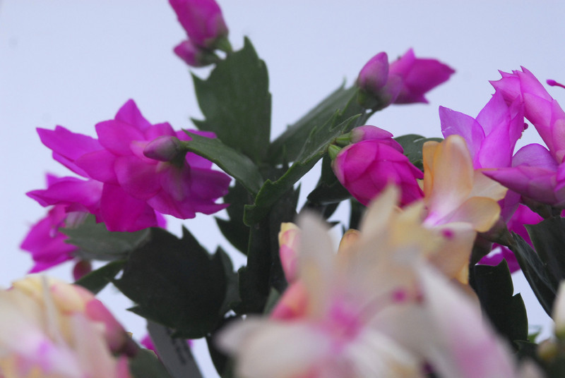 schlumbergera sorten 10015